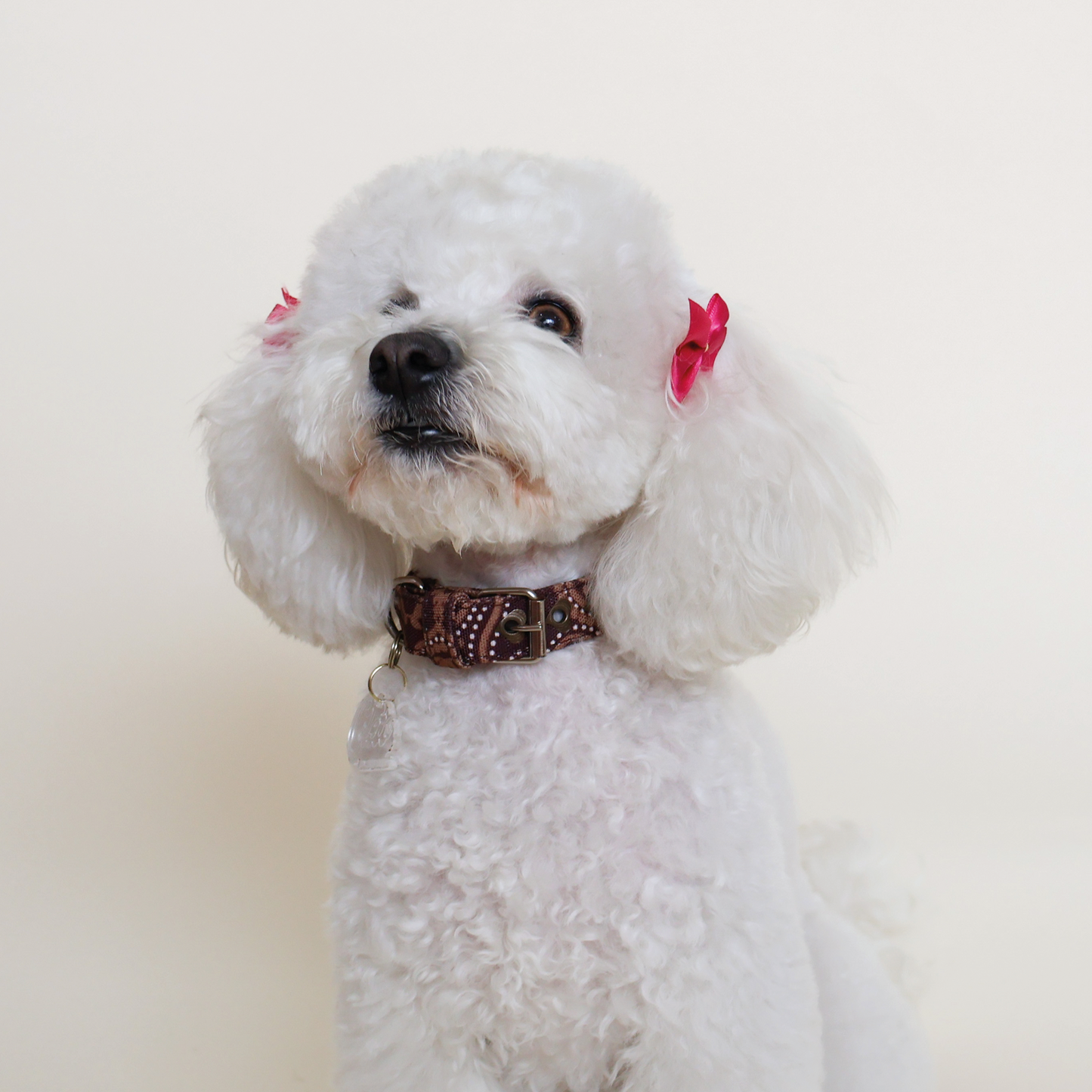 Chocolat Collar