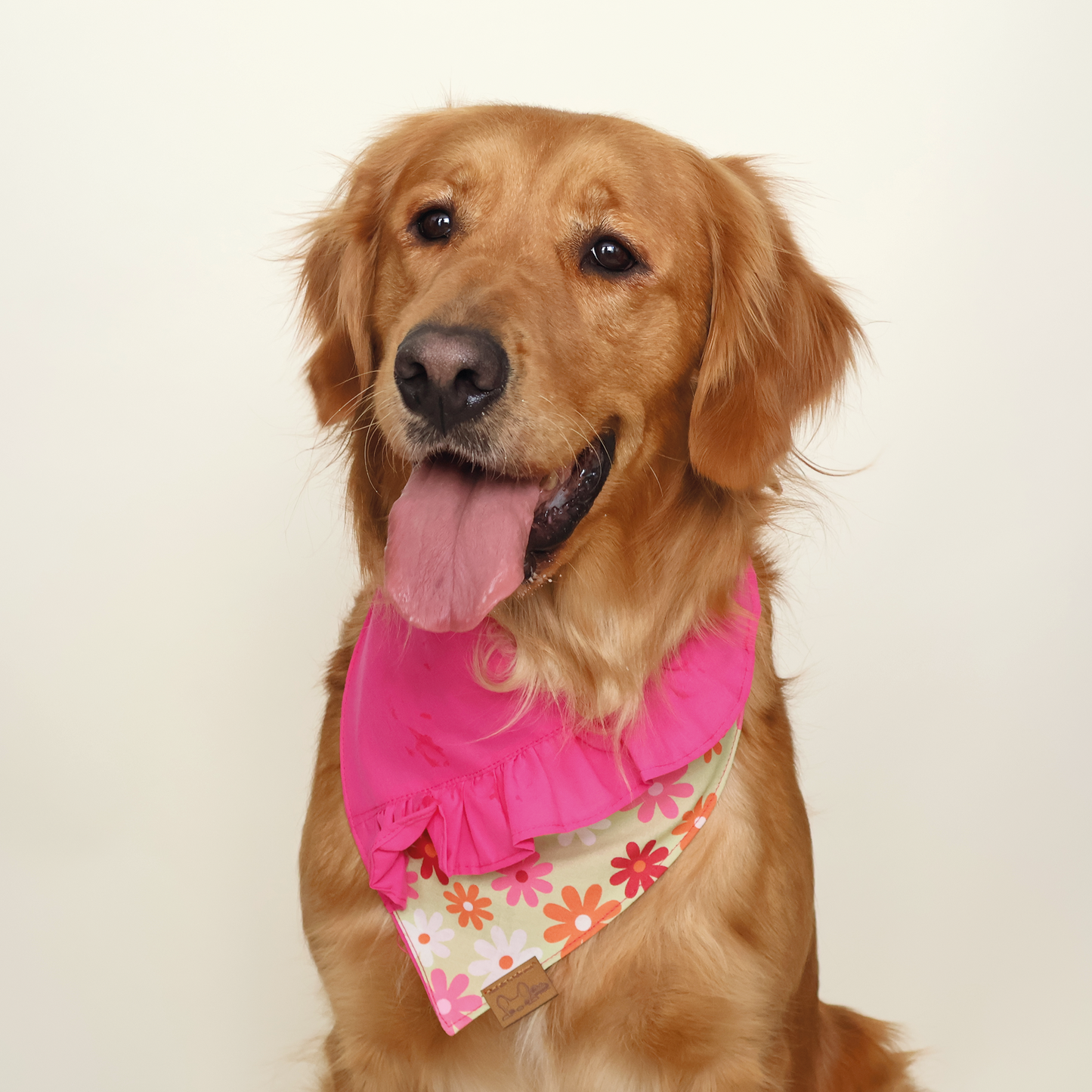 perro golden con bandana de olanes y flores