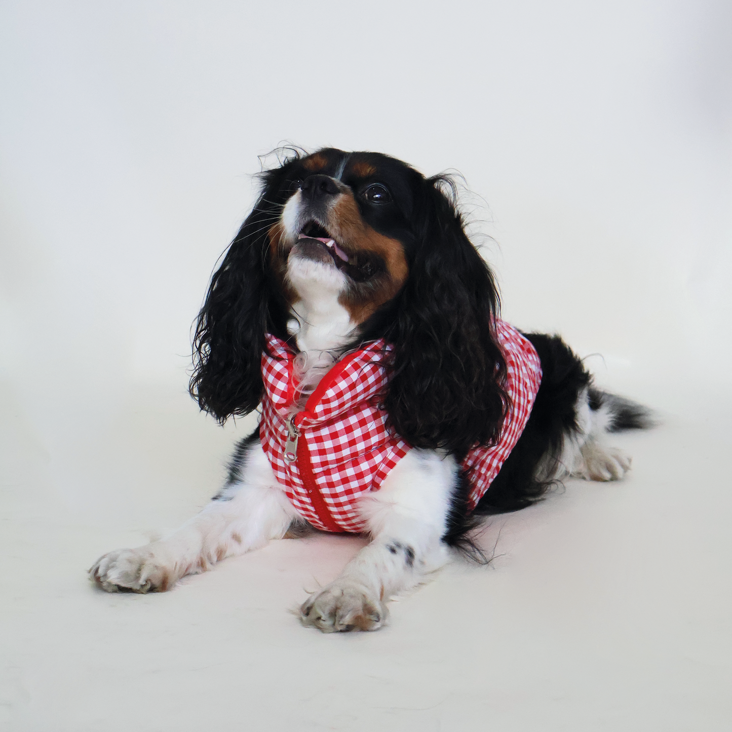 Perro King Cavalier con chaleco puffy color cuadros rojo reversible