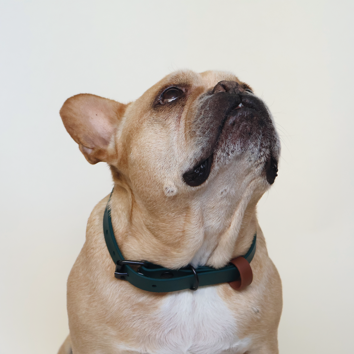 Green Forest Collar