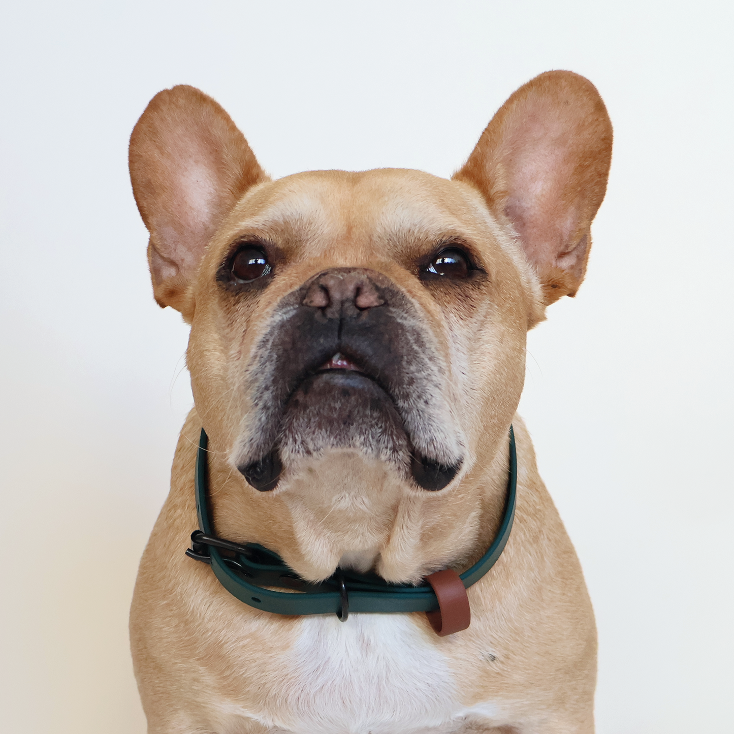 Green Forest Collar