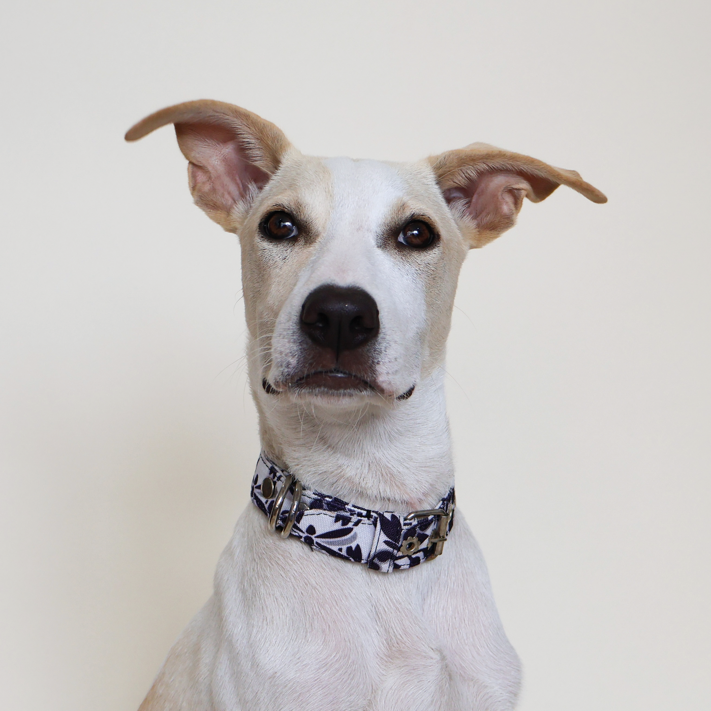 Purple Collar