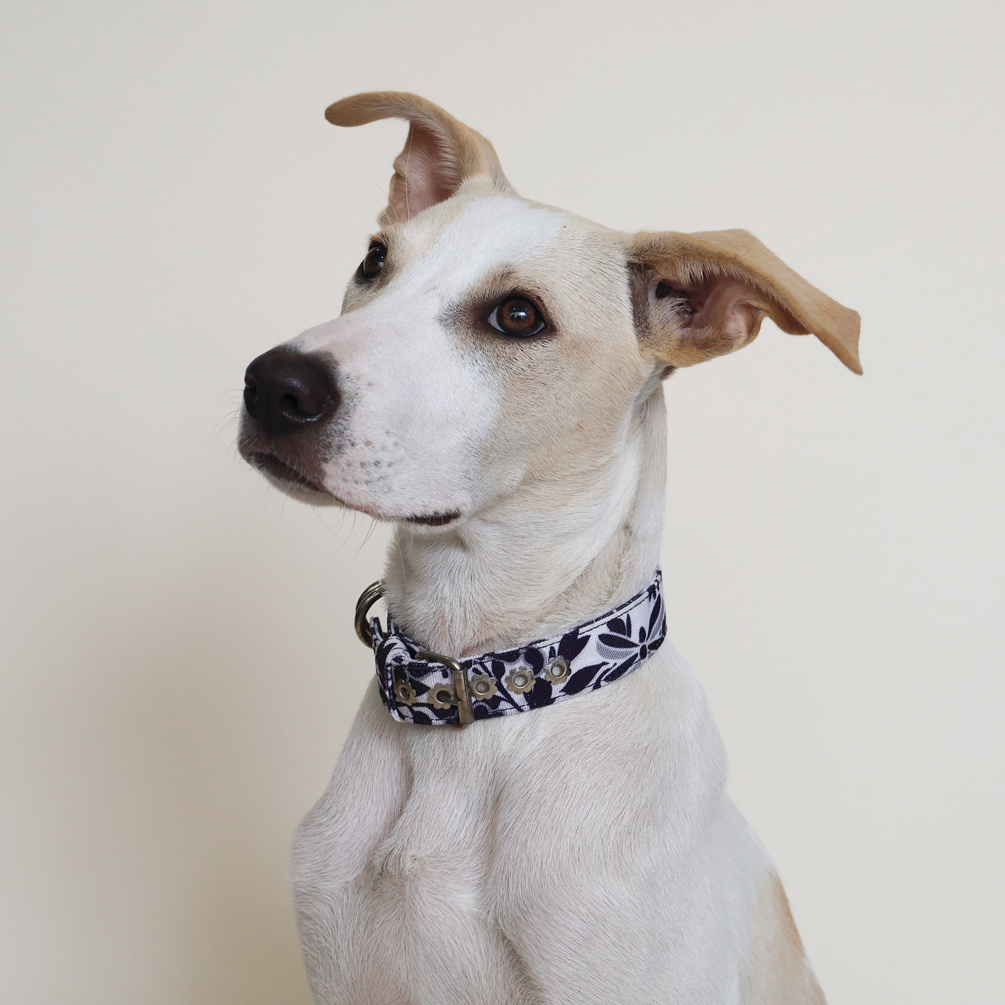 Purple Collar