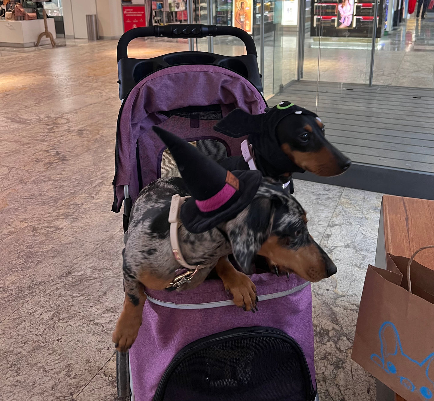 Gorrito Murciélago