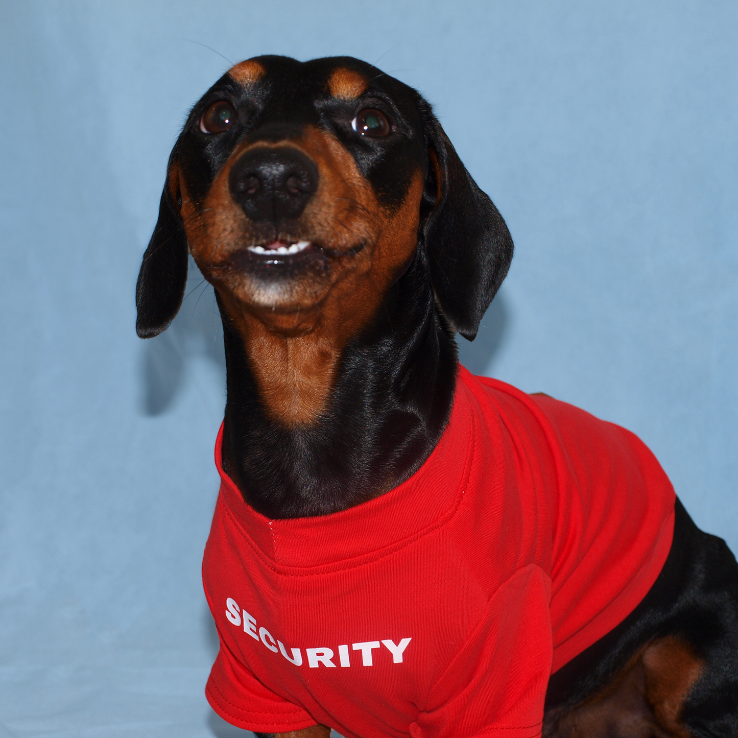 Perro salchicha con playera roja con estampado "security" en fondo azul.