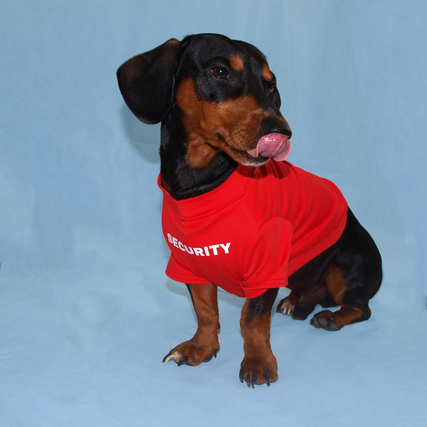 Perro salchicha con playera roja con estampado "security" en fondo azul.