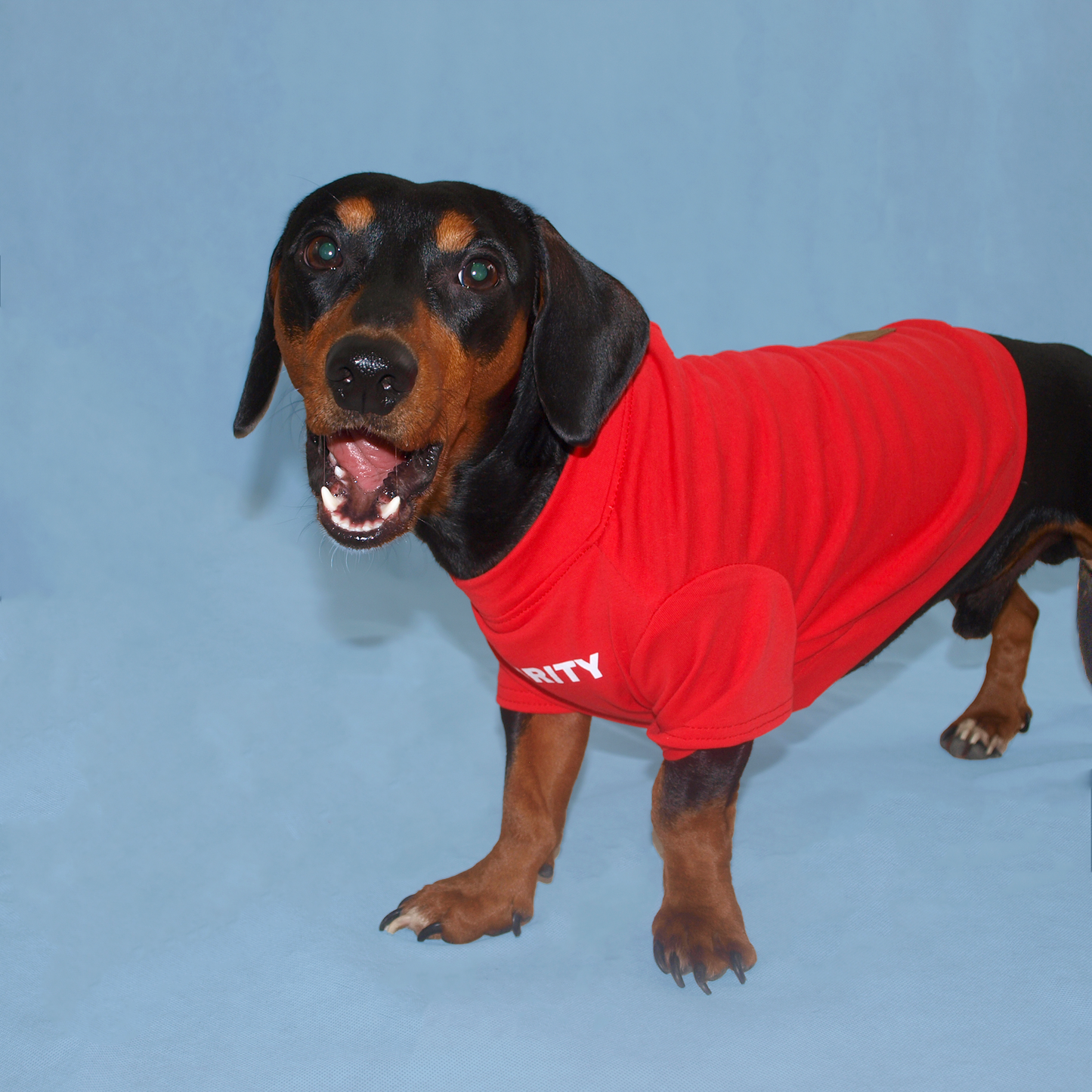 Perro salchicha con playera roja con estampado "security" en fondo azul.