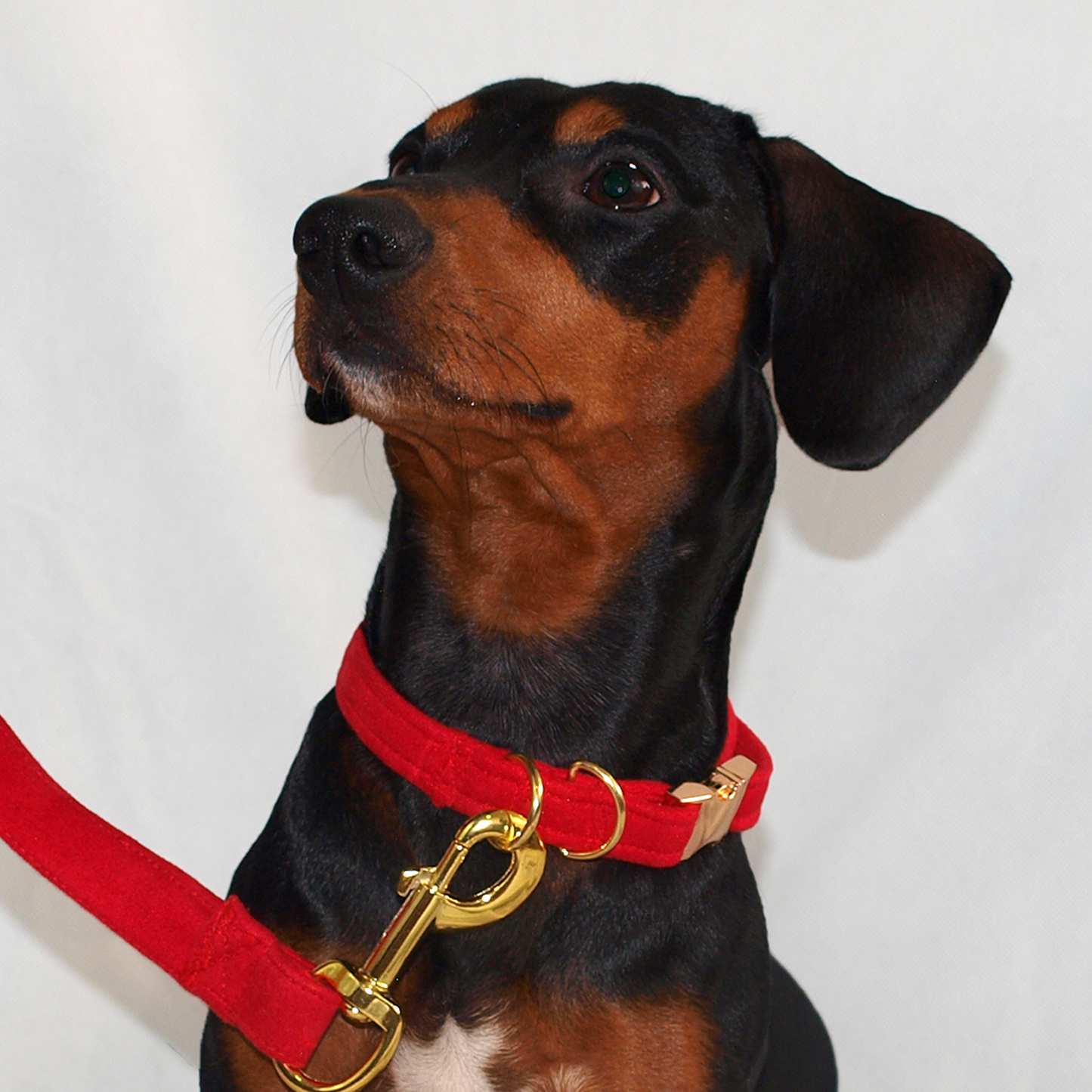 collarmostaza2 2000 × 2000px Perro salchicha usando collar color rojo.