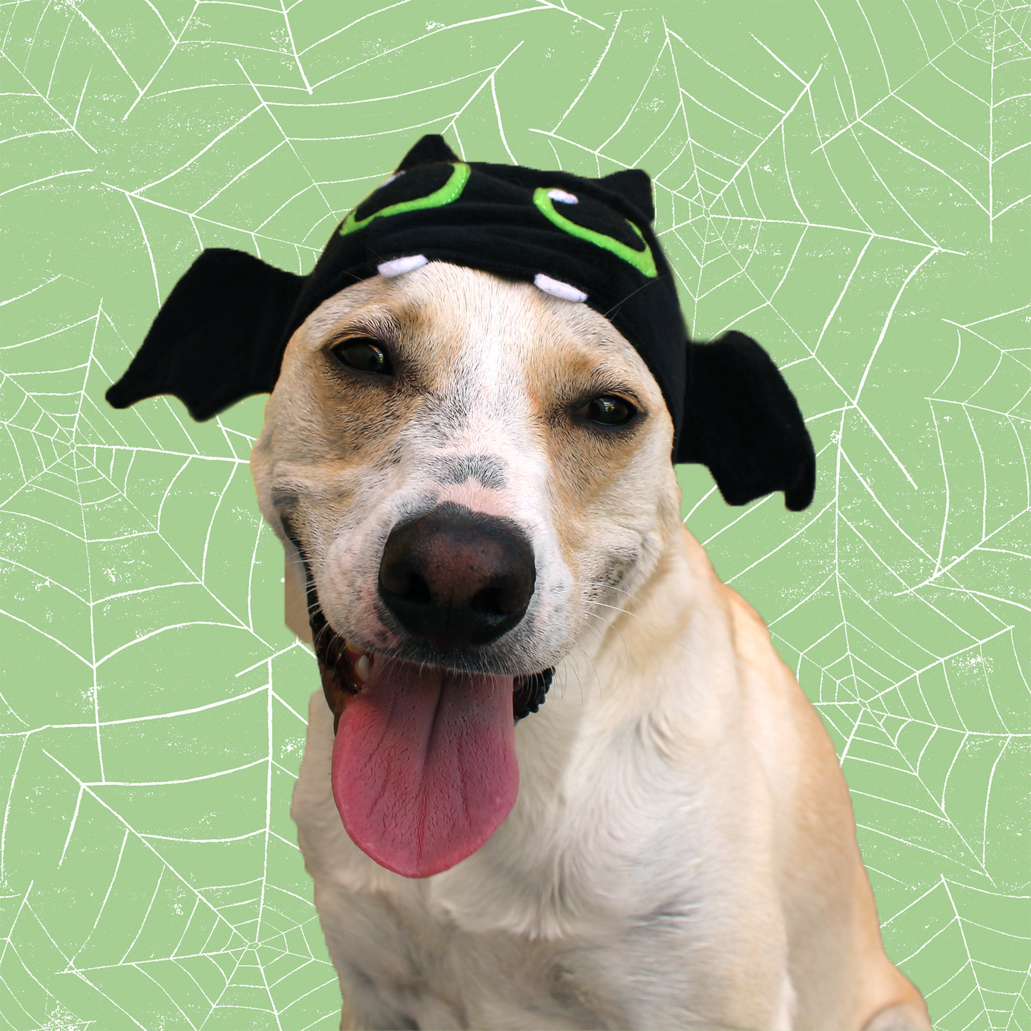 Gorrito Murciélago