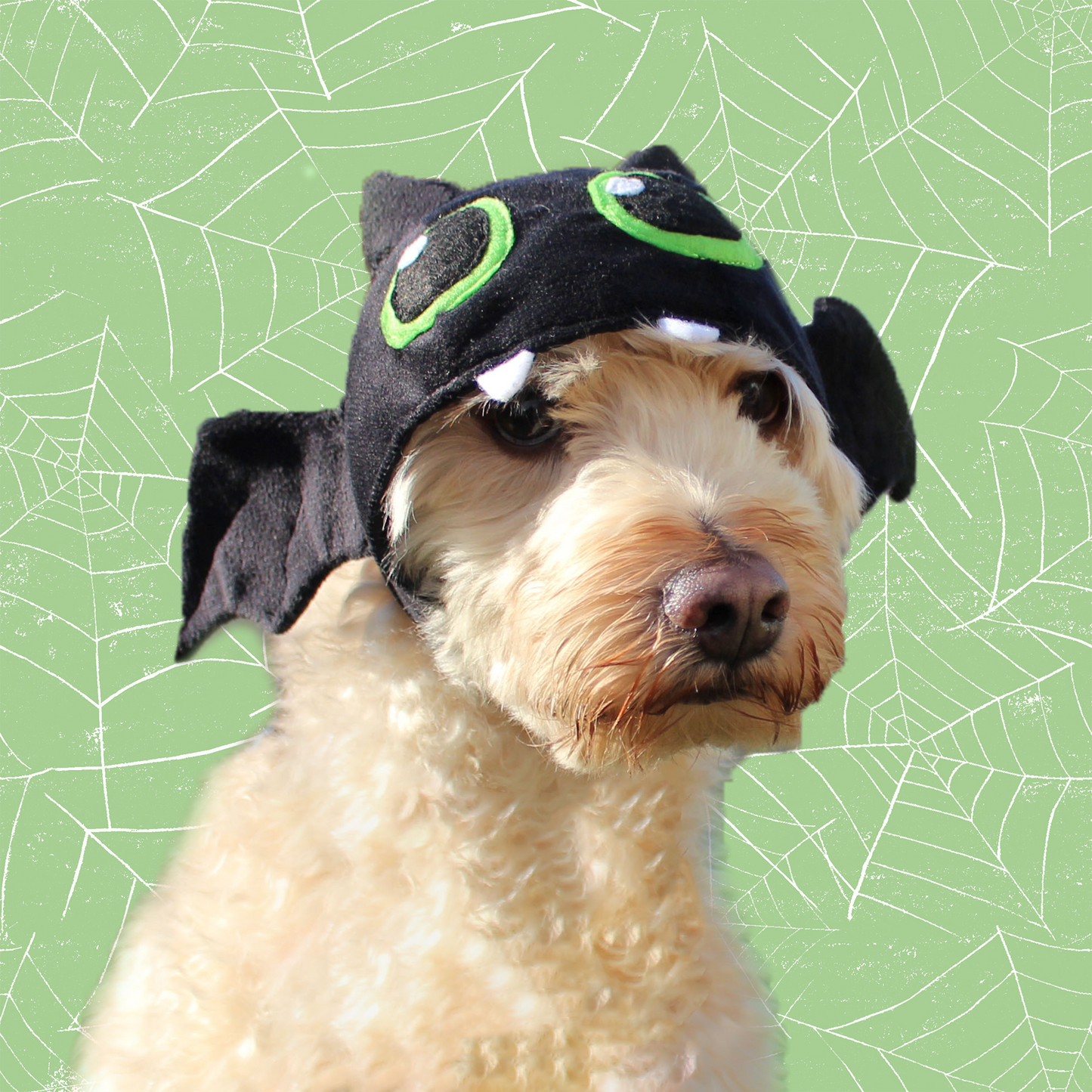 Gorrito Murciélago