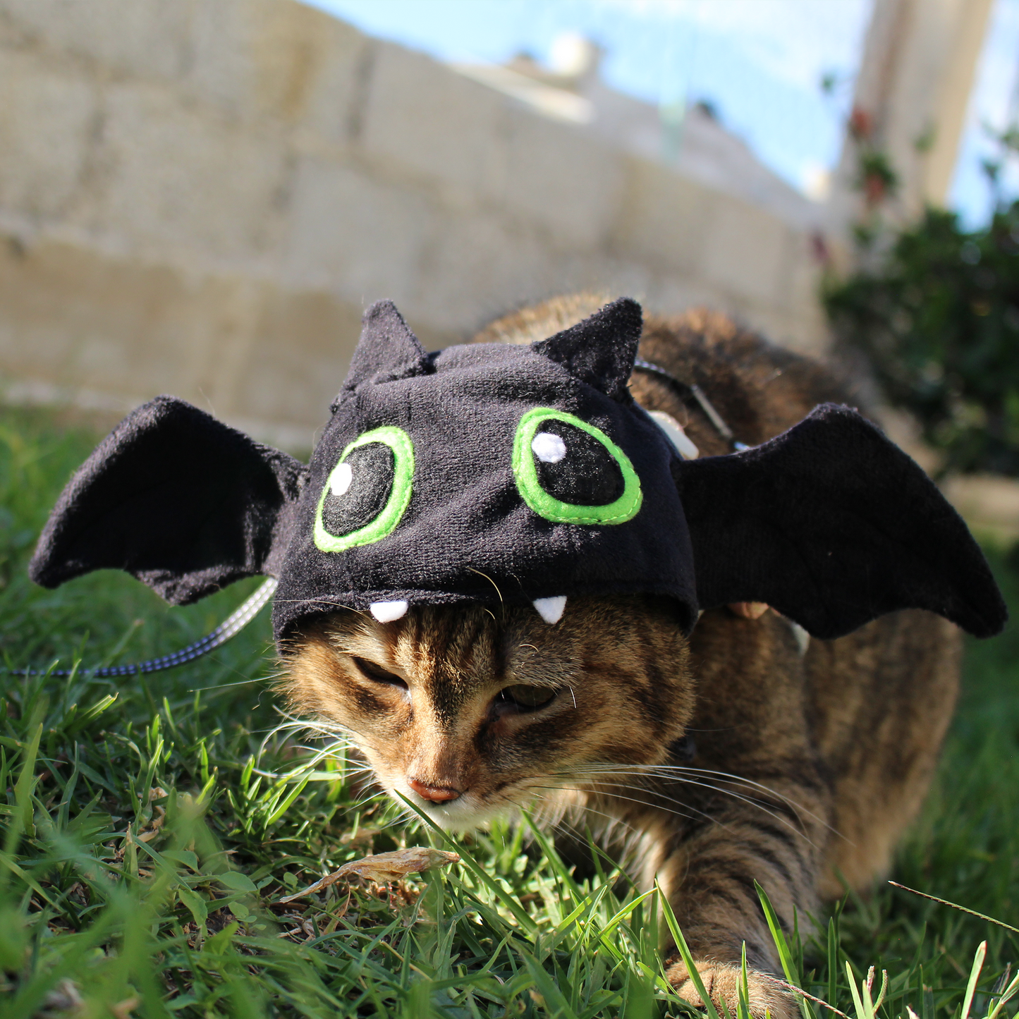 Gorrito Murciélago