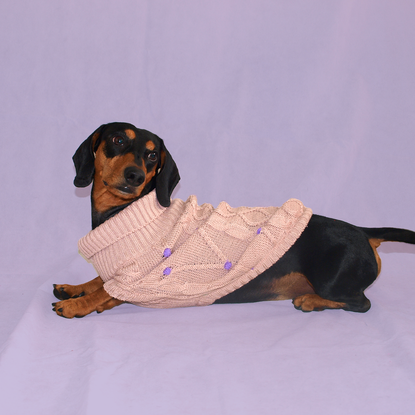 Perro salchicha con suéter rosa.