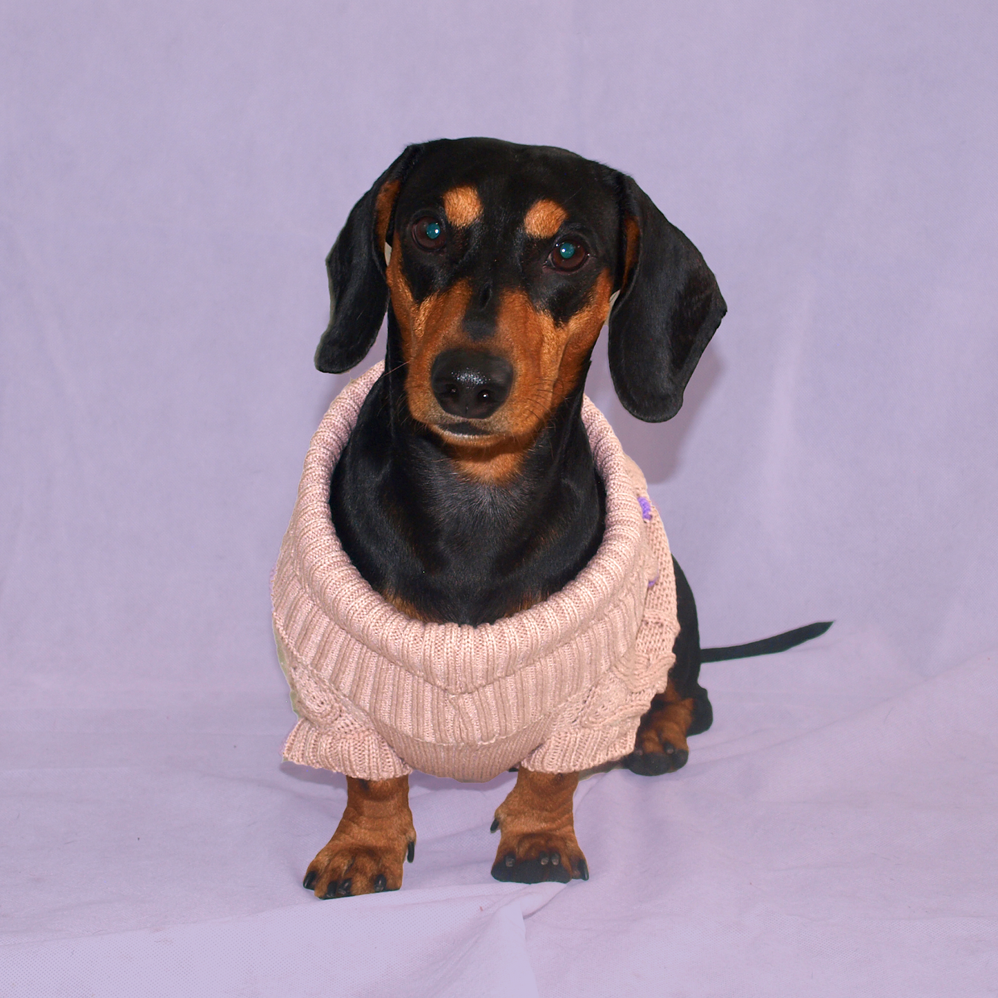 Perro salchicha con suéter rosa.