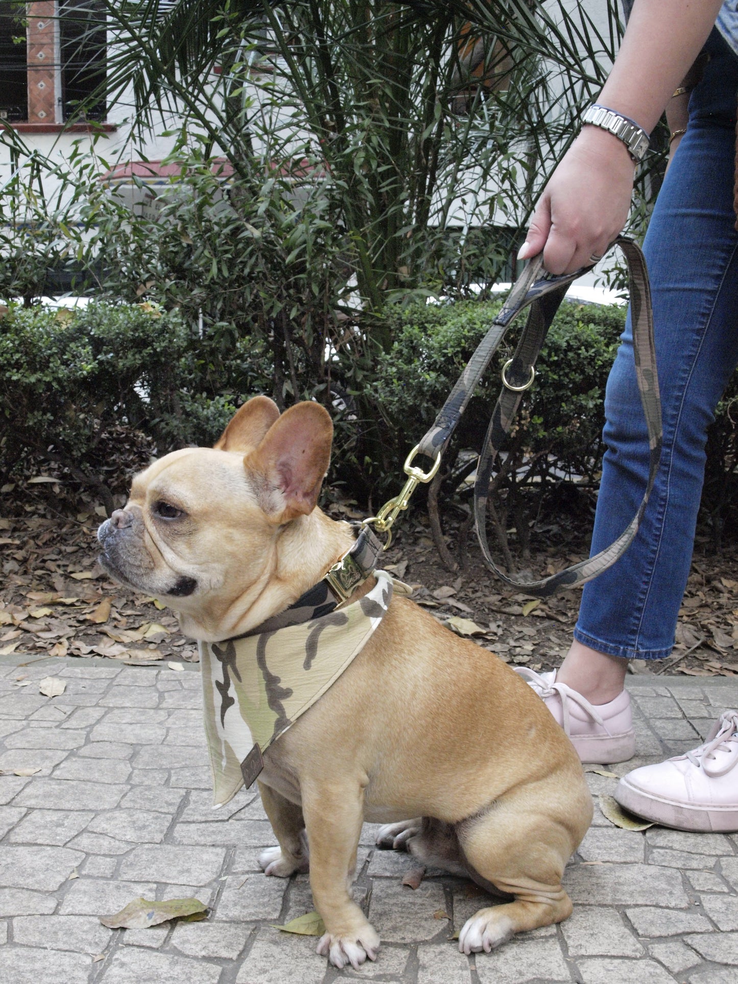 City of Stars Leash