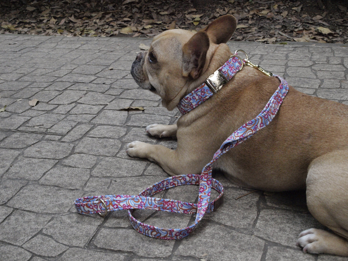 City of Stars Leash