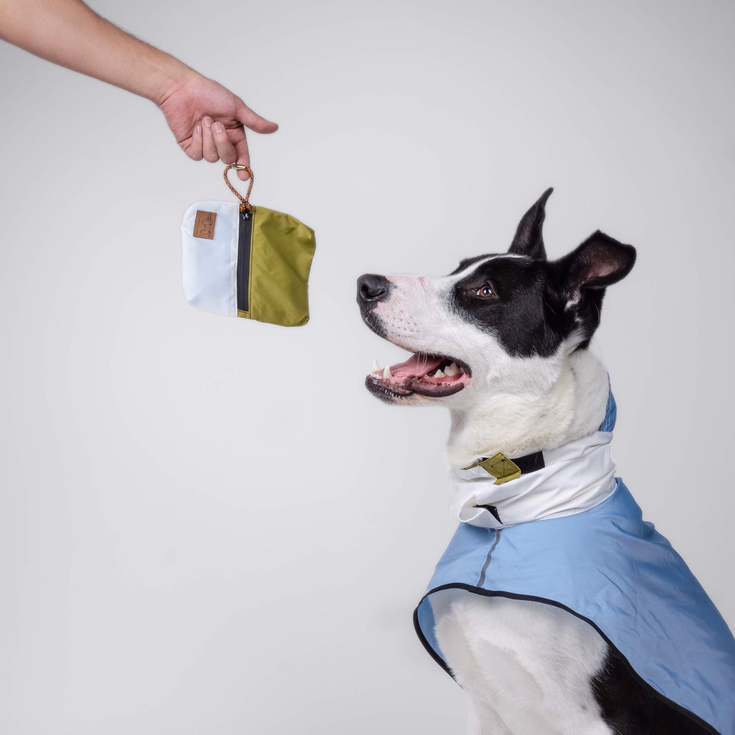 Ropa para perro. Impermeable verde, azul y blanco en perro de raza grande. Tallas van desde Chihuahua hasta pastor alemán. Hay una mano a la izquierda que sujeta una bolsa verde y blanco en donde se guarda el impermeable.
