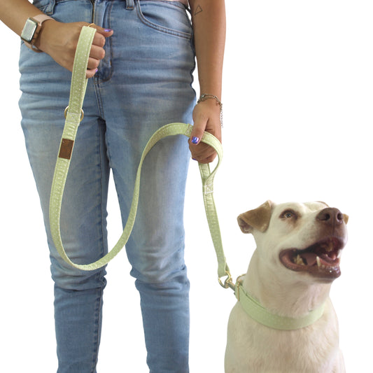 Perro blanco con collar y correa verde que combinan, al lado esta una mujer sosteniendo la correa.