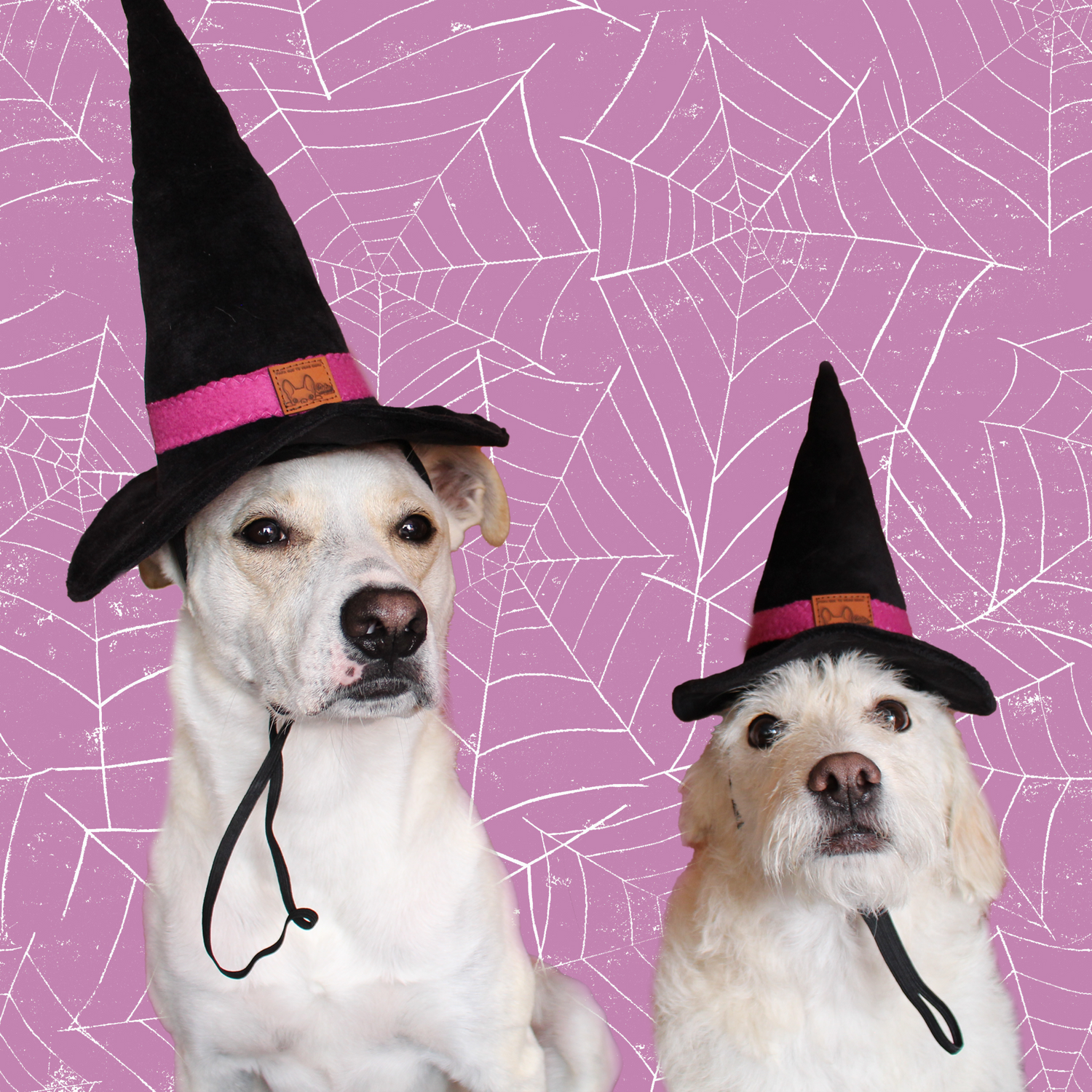 Perros color blanco con gorros de bruja.