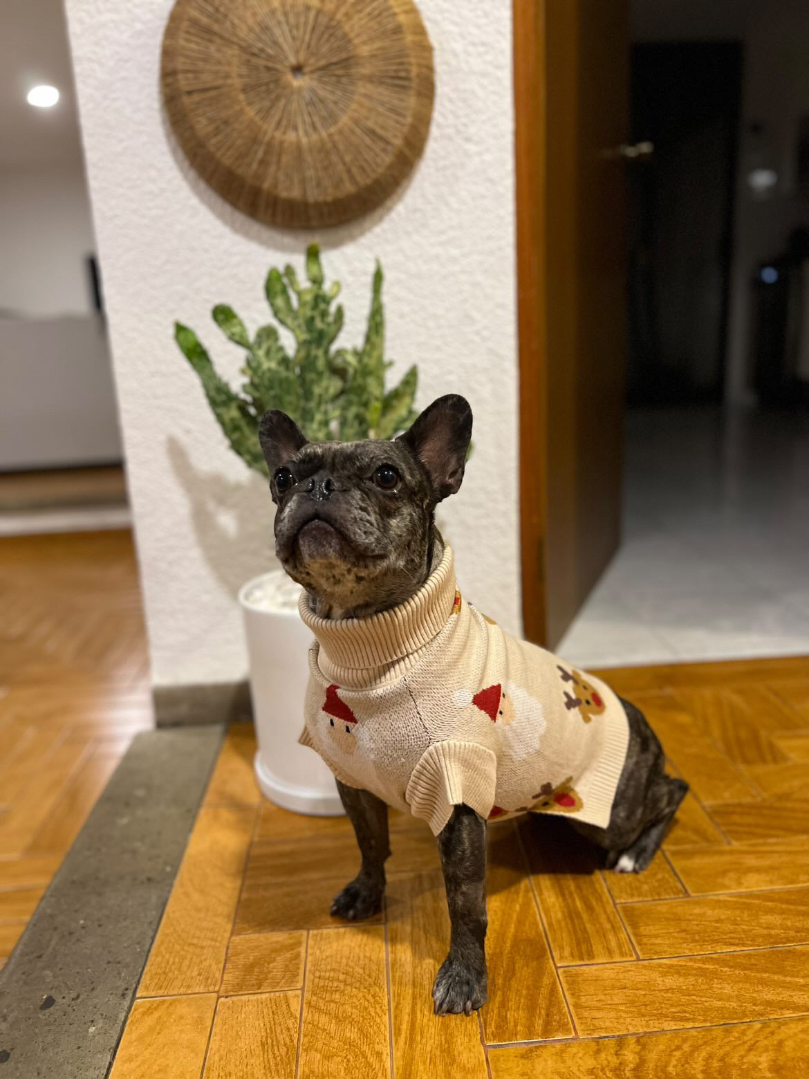 Bulldog Francés usa un suéter Navideño color crema.