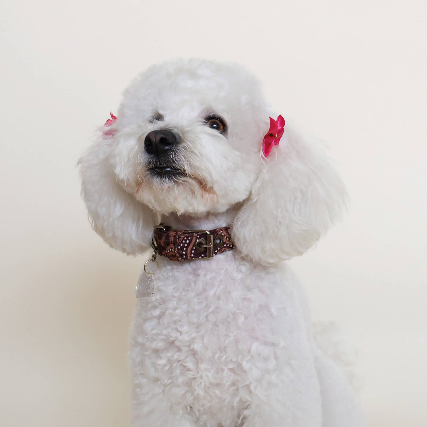 Collar Chocolate