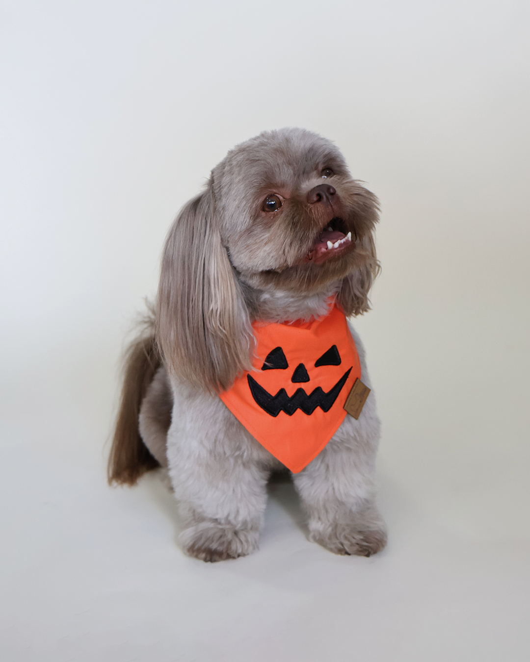 Bandana Pumpkin
