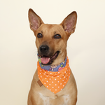 perro mestizo grande con bandana de puntos naranja