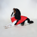 Perro King Cavalier con chaleco puffy color rojo