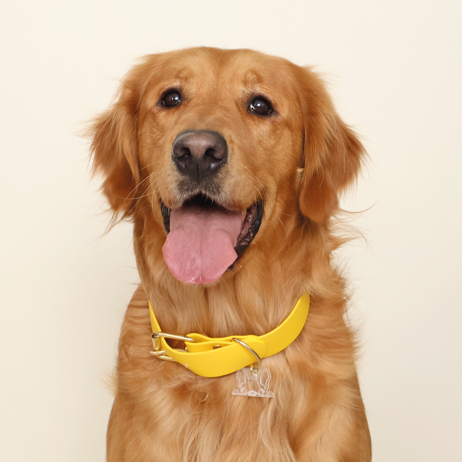 perro raza golden con collar amarillo