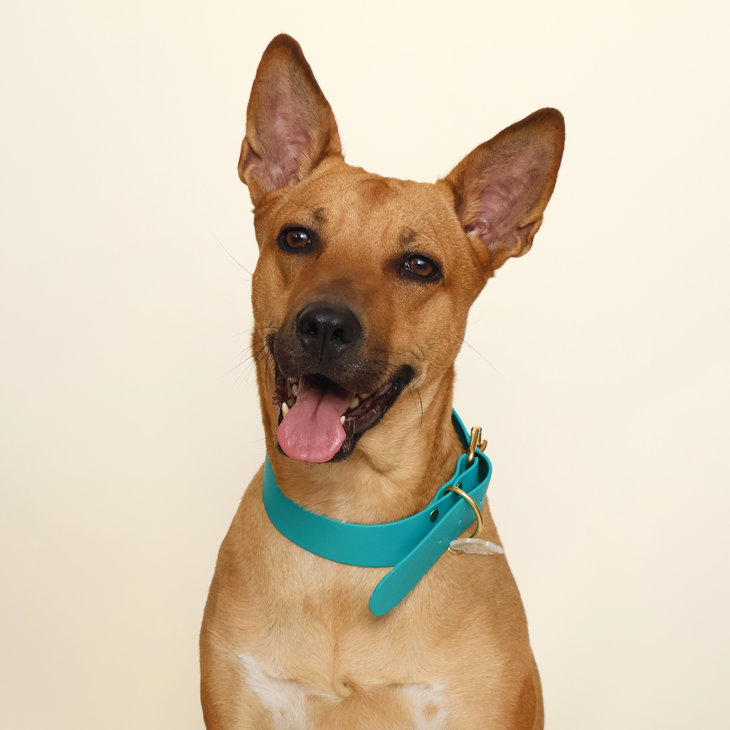 Perro Mestizo grande con collar color azul