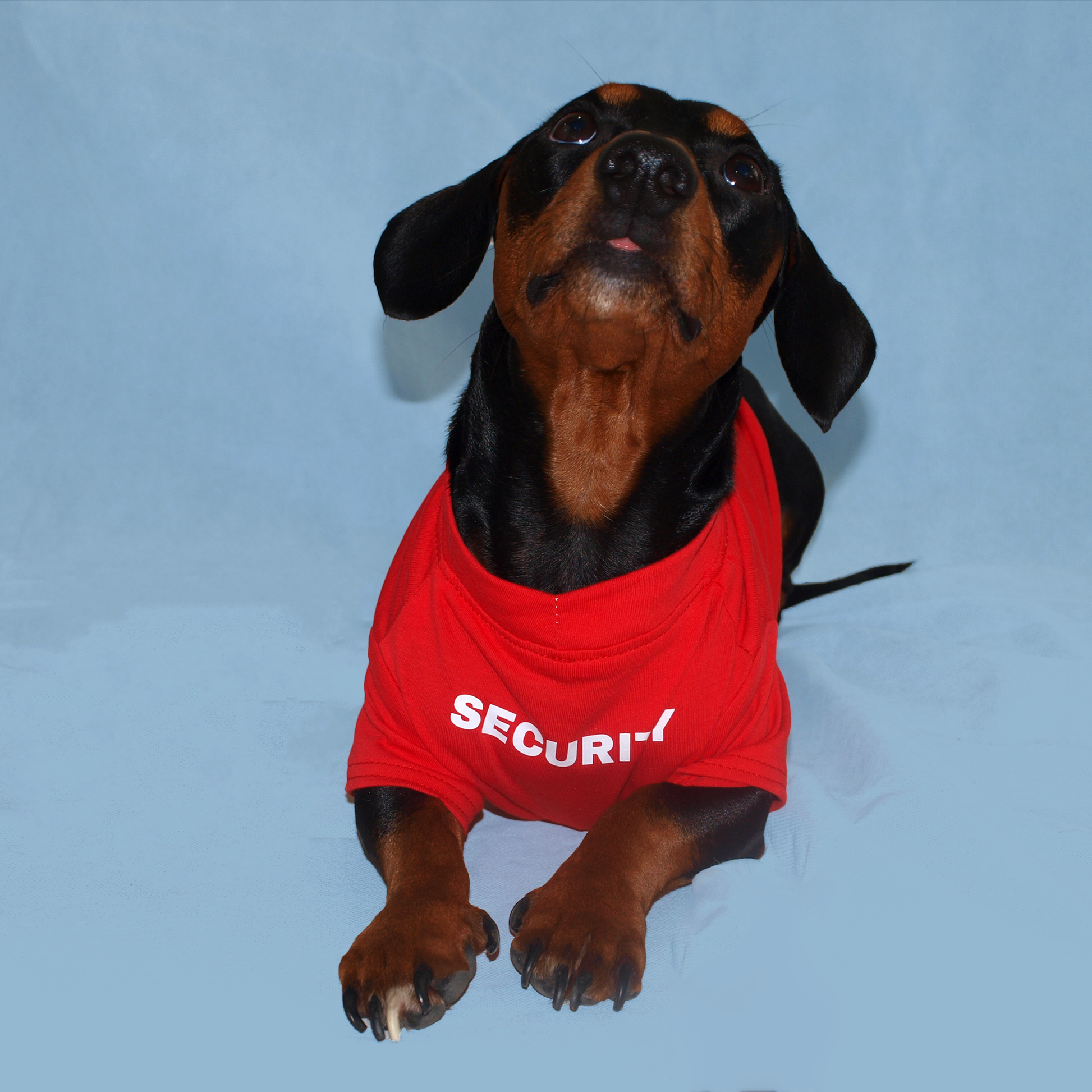 Perro salchicha con playera roja con estampado "security" en fondo azul.