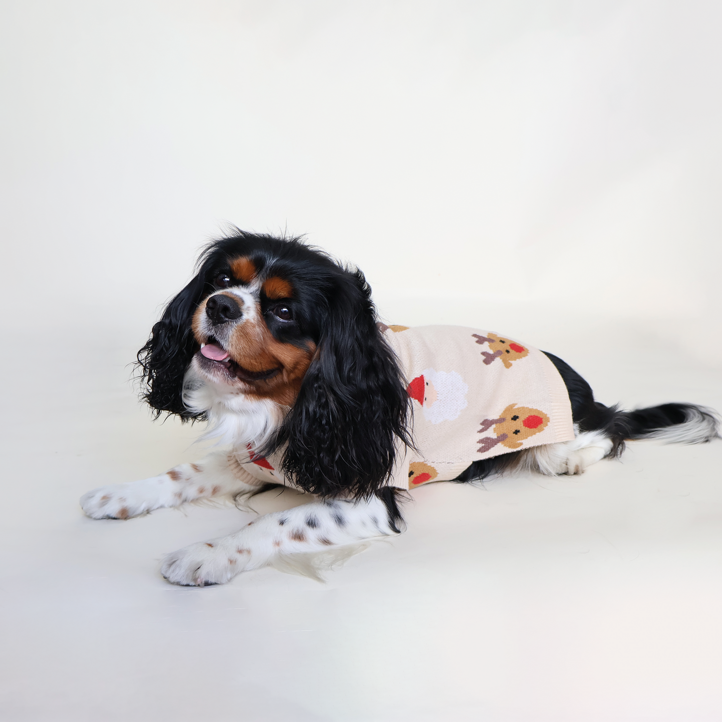 King Cavalier usa una suéter Navideño.