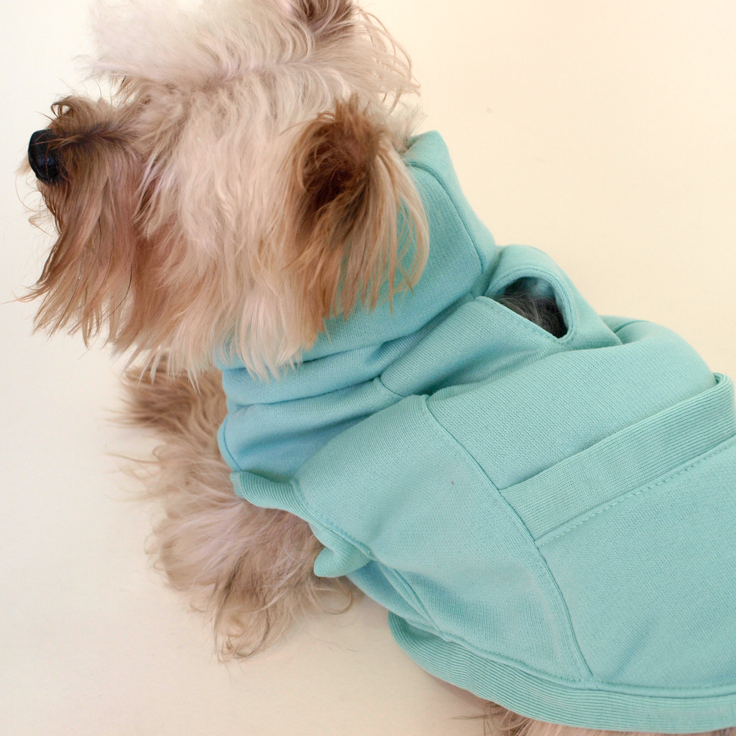 Yorkie vistiendo sudadera color menta.