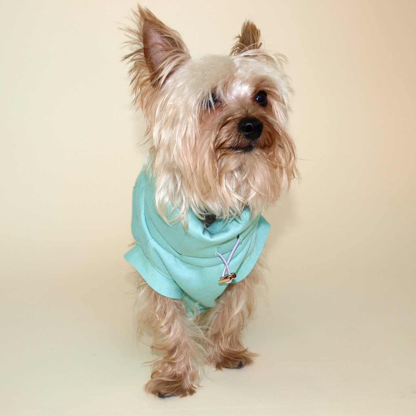 Yorkie vistiendo sudadera color menta.