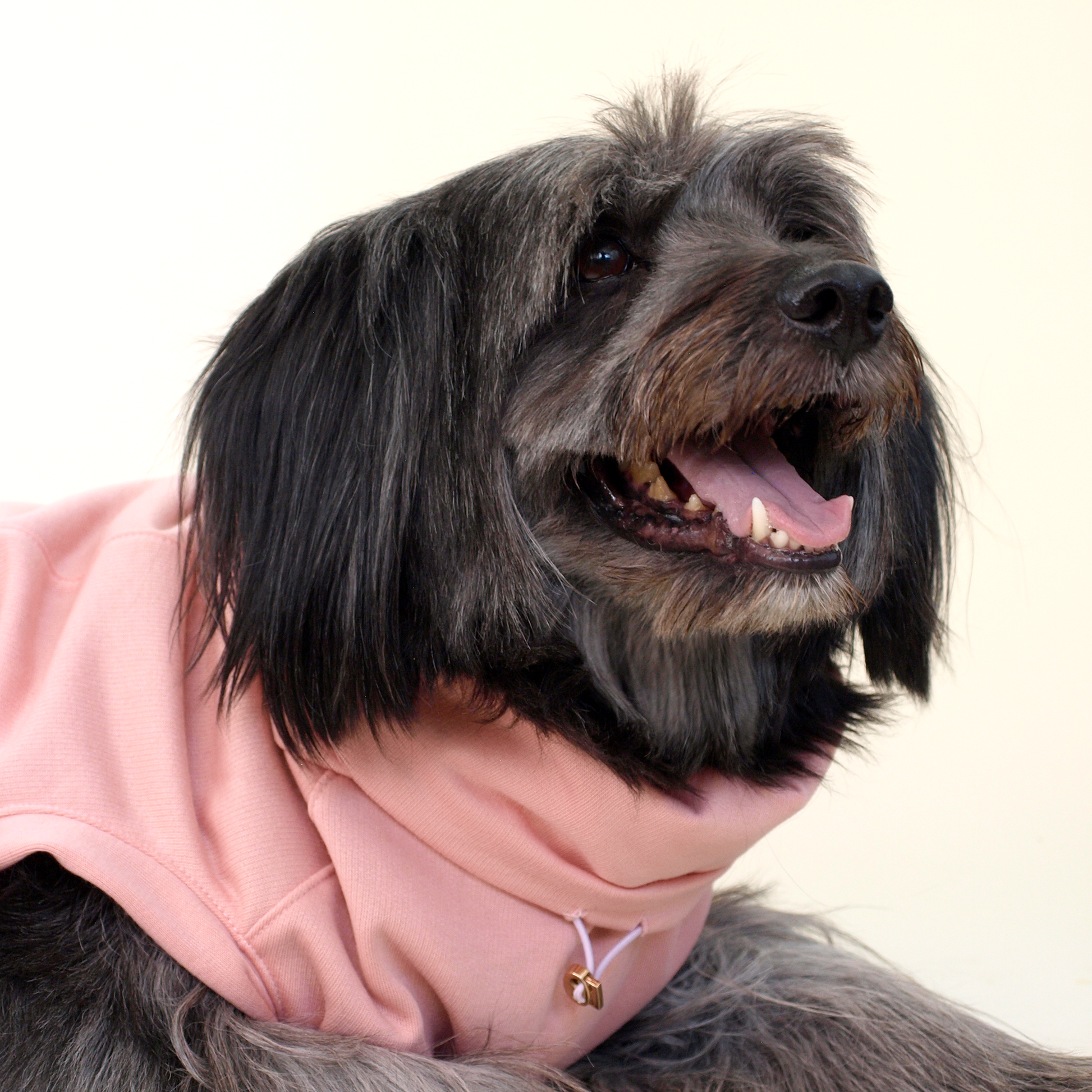 Perro tamaño grandes de pelo negro y largo usando sudadera rosa claro.