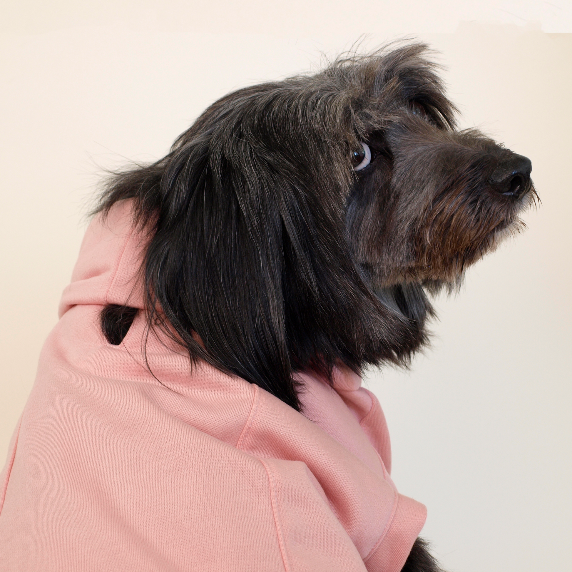 Perro tamaño grande con pelo largo negro volteando hacia atrás usando sudadera rosa.