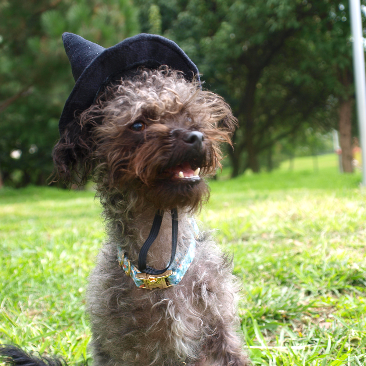 Perro chico color café con gorro de bruja.