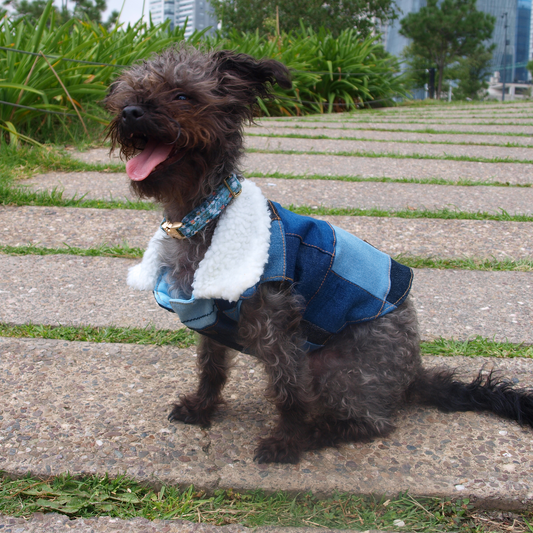 Perro chico negro con chaleco denim 