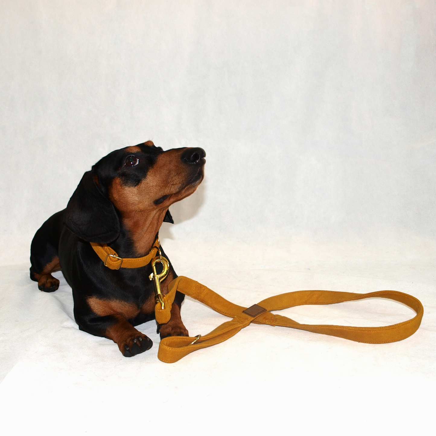 Correa color mostaza para mascota con perro salchicha al lado usando collar que combina. 