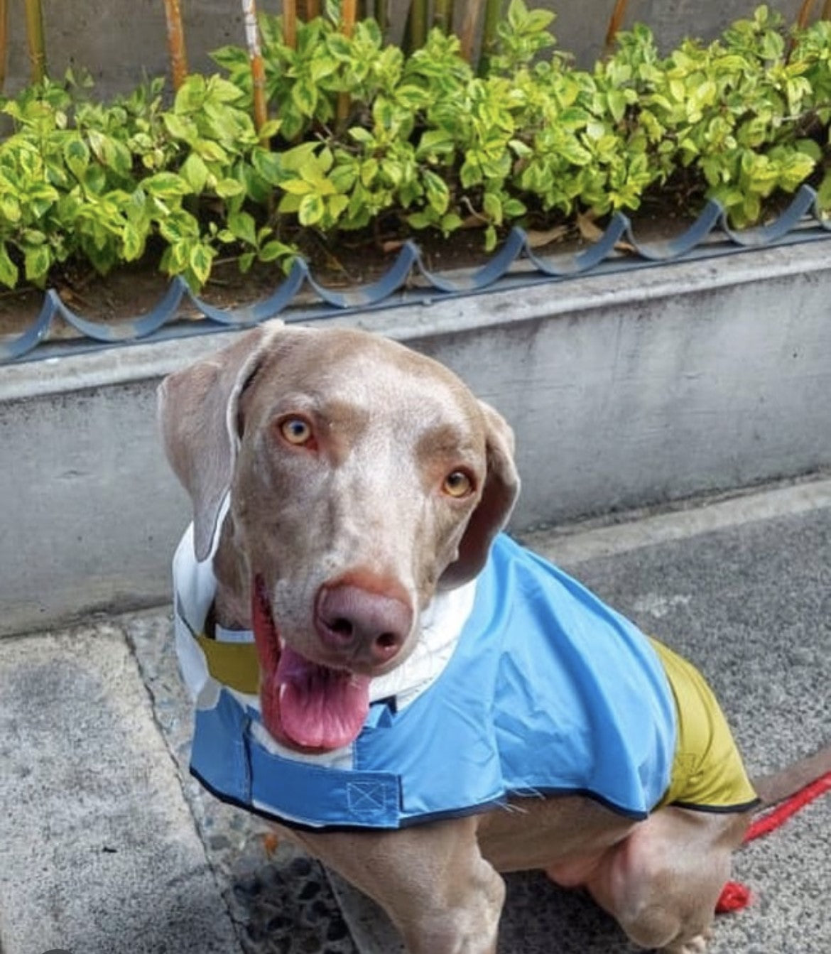 Impermeable para Todos los Tamaños