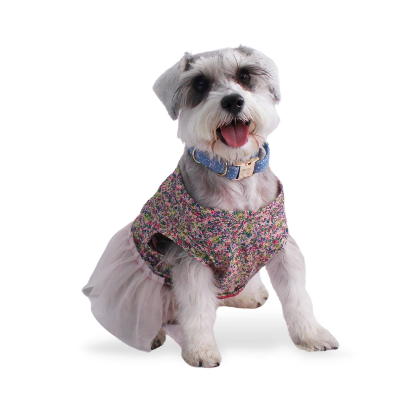 Schnauzer cib vestido floreado y falda rosa claro. En el cuello trae un collare azul con herraje dorado.