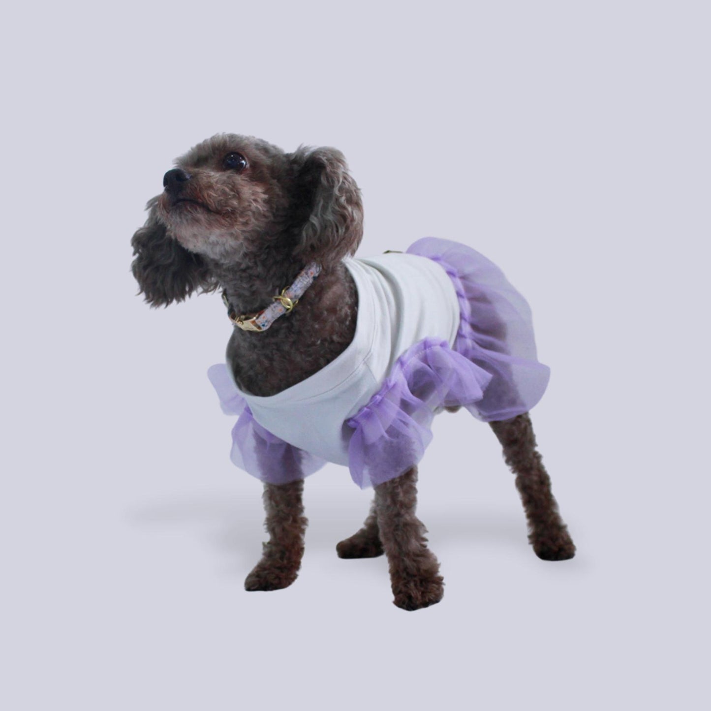 Perro French poodle café con vestido blanco con olanes morados. También tiene un collar floreado con herrajes dorados. 