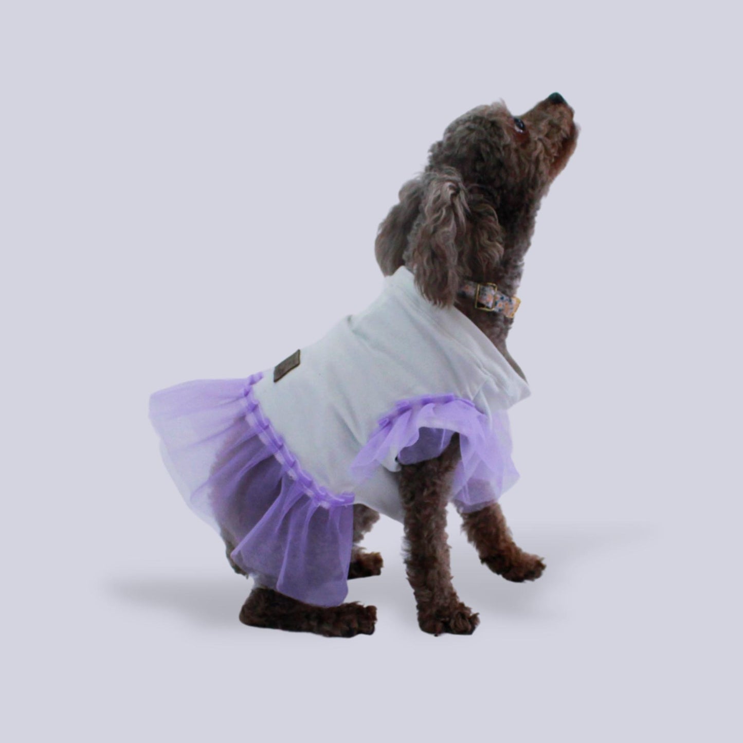 Perro French poodle café con vestido blanco con olanes morados. También tiene un collar floreado con herrajes dorados.