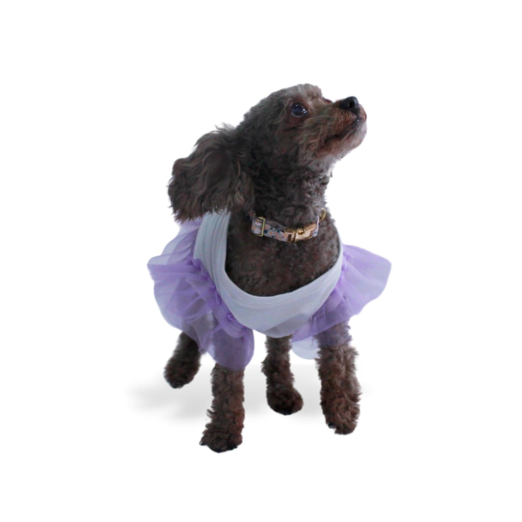 Perro French poodle café con vestido blanco con olanes morados. También tiene un collar floreado con herrajes dorados.