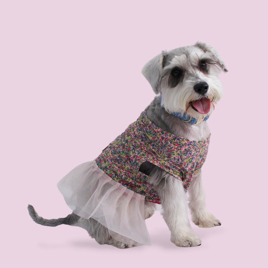 Schnauzer cib vestido floreado y falda rosa claro. En el cuello trae un collare azul con herraje dorado.