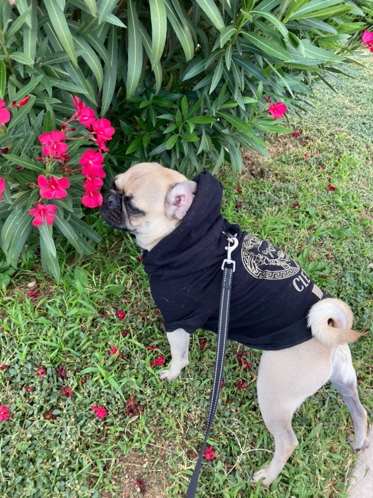 Pug con sudadera con gorro negra y diseño dorado