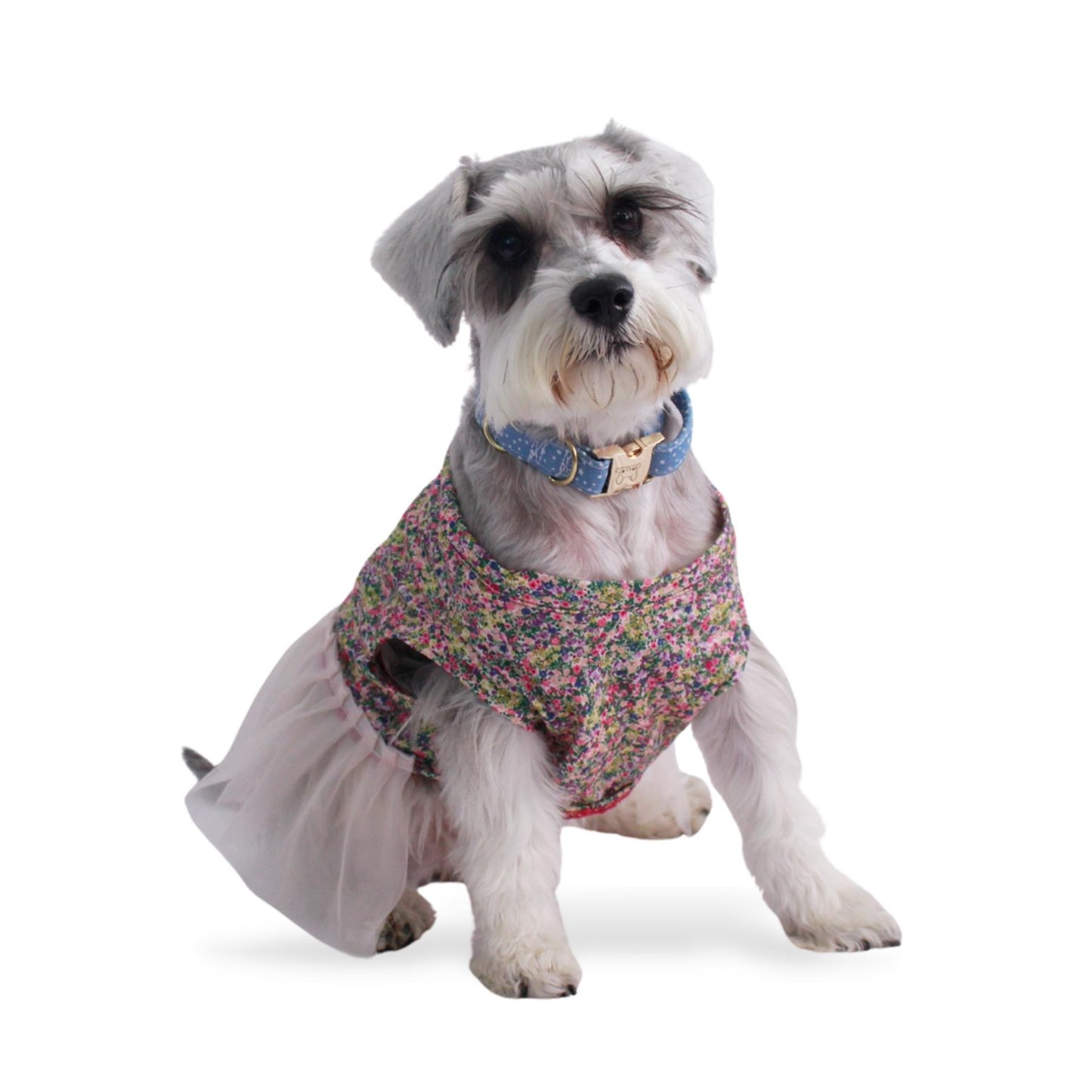 Perro Schnauzer con vestido floreado y falda rosa claro. En el cuello trae un collare azul con herraje dorado.