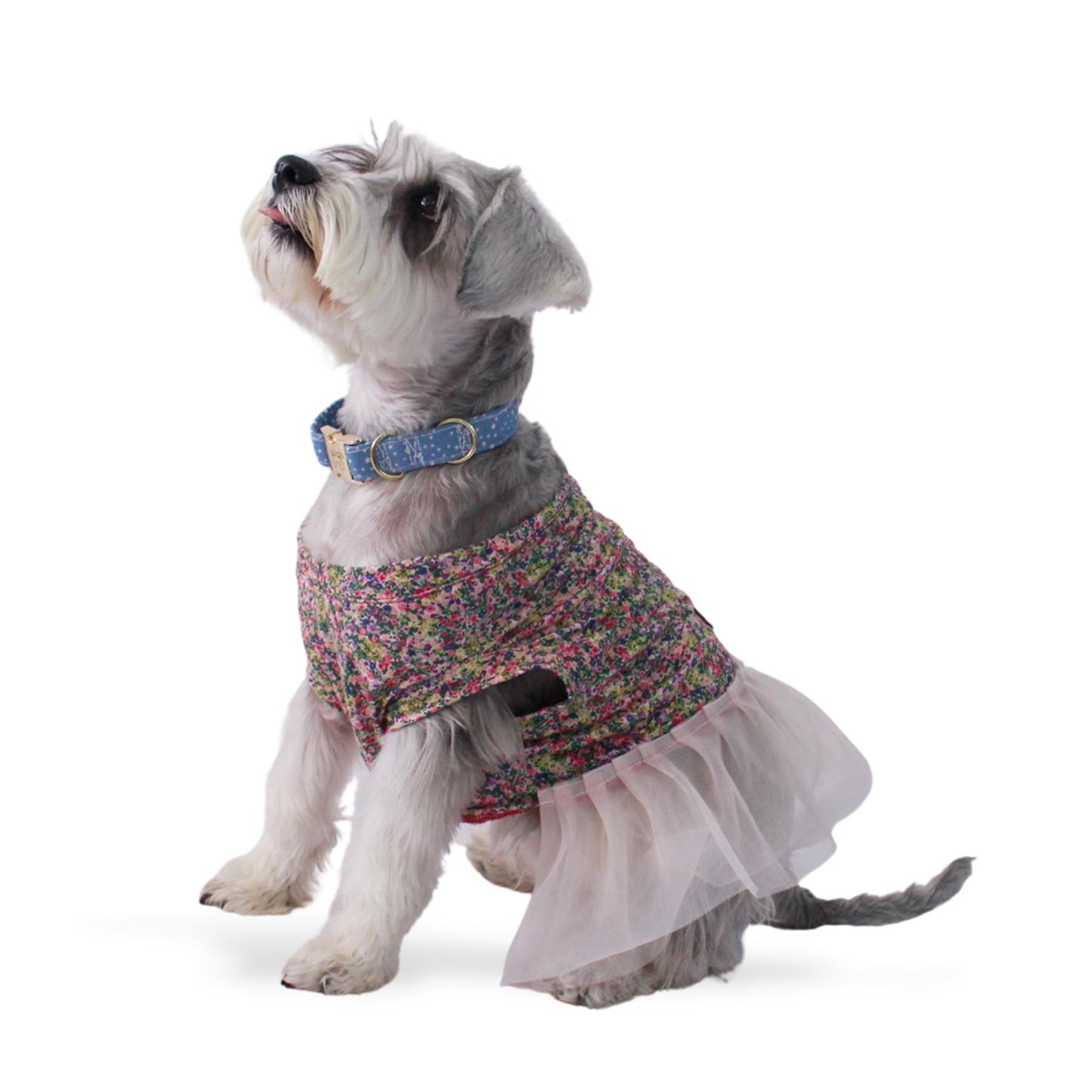 Perro Schnauzer con vestido floreado y falda rosa claro. En el cuello trae un collare azul con herraje dorado.