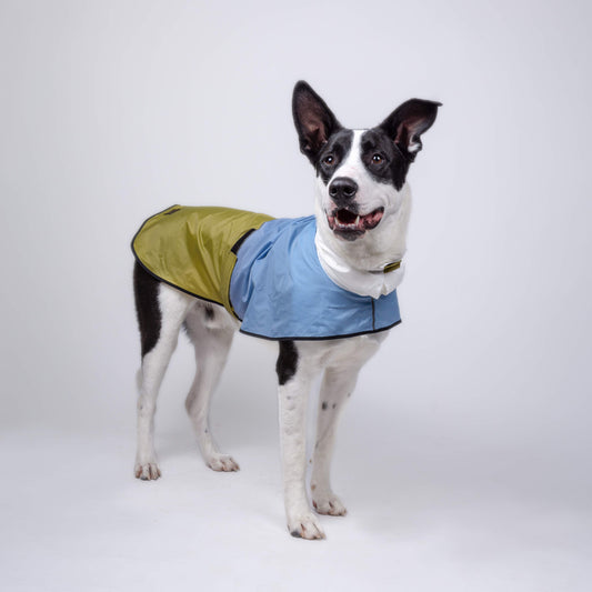 Ropa para perro. Impermeable verde, azul y blanco en perro de raza grande. Tallas van desde Chihuahua hasta pastor alemán. 