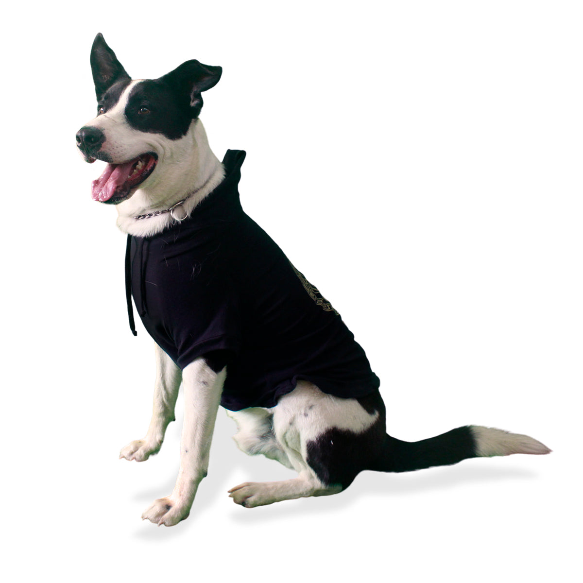 Perro de raza grande negro y blanco con sudadera con gorro negra y diseño dorado